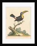 'The Yellow-breasted Toucan' by George Edwards