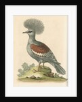 'The Great Crowned Indian Pigeon' by George Edwards