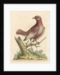 'The Pompadour [Pompadour cotinga]' by George Edwards