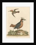 'The White-faced Manakin, and the Ruby-crested Humming-Bird' by George Edwards