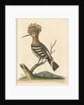 'The Hoopoe' by George Edwards