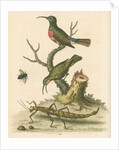 'The Red-breasted Green Creeper, and the Spotted Green Creeper, &c.' by George Edwards