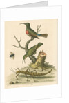 'The Red-breasted Green Creeper, and the Spotted Green Creeper, &c.' by George Edwards