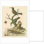 'The Red-breasted Green Creeper, and the Spotted Green Creeper, &c.' by George Edwards