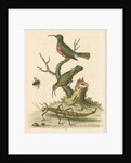 'The Red-breasted Green Creeper, and the Spotted Green Creeper, &c.' by George Edwards