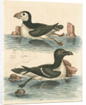 'The Puffin, and the Razor-bill' by George Edwards