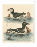 'The Puffin, and the Razor-bill' by George Edwards