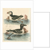 'The Puffin, and the Razor-bill' by George Edwards