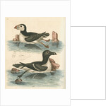 'The Puffin, and the Razor-bill' by George Edwards
