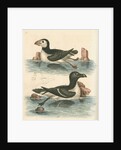 'The Puffin, and the Razor-bill' by George Edwards