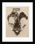 Thylacoleo fossil skull by Anonymous