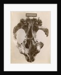 Thylacoleo fossil skull by Anonymous