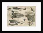 Anatomy of the porpoise by Anonymous