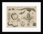 Anatomy of the porpoise by Anonymous