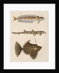 Studies of three fishes from Australia by Anonymous