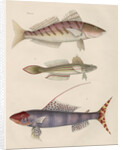 Studies of three fishes from Australia by Anonymous