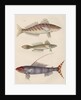 Studies of three fishes from Australia by Anonymous