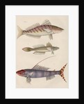 Studies of three fishes from Australia by Anonymous