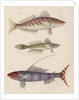 Studies of three fishes from Australia by Anonymous