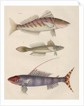 Studies of three fishes from Australia by Anonymous