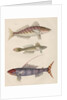 Studies of three fishes from Australia by Anonymous