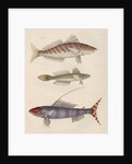 Studies of three fishes from Australia by Anonymous