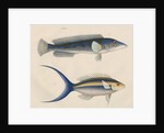 Studies of two fishes from Australia by Anonymous