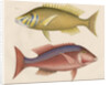 Studies of two fishes from Australia by Anonymous