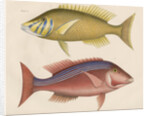 Studies of two fishes from Australia by Anonymous