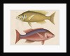 Studies of two fishes from Australia by Anonymous