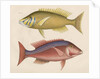 Studies of two fishes from Australia by Anonymous