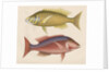 Studies of two fishes from Australia by Anonymous