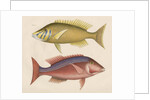 Studies of two fishes from Australia by Anonymous