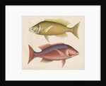 Studies of two fishes from Australia by Anonymous