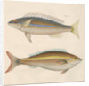 Studies of two fishes from Australia by Anonymous