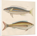 Studies of two fishes from Australia by Anonymous