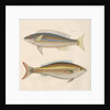 Studies of two fishes from Australia by Anonymous