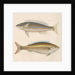 Studies of two fishes from Australia by Anonymous