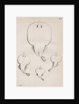 Four specimens of torpedo by unknown