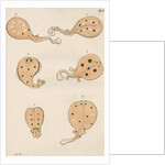 Torpedo rays in antiquity by unknown