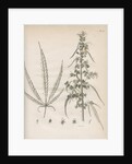 Male hemp plant by Richard Reeve