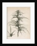 Female hemp plant by Richard Reeve