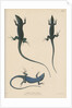Blue lizard of Capri by J G Bach