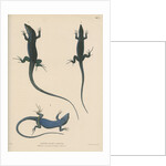 Blue lizard of Capri by J G Bach