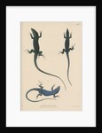 Blue lizard of Capri by J G Bach