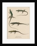 Italian wall lizard by J G Bach