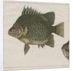 Spotted scat by F de Bakker