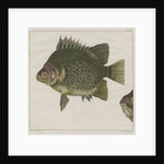 Spotted scat by F de Bakker