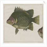 Spotted scat by F de Bakker