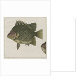 Spotted scat by F de Bakker